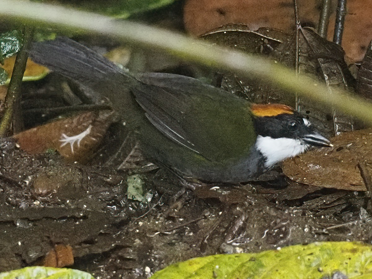 Chestnut-capped Brushfinch - ML620544606