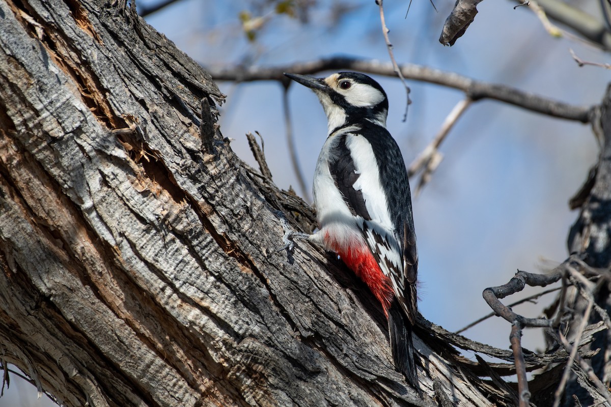 White-winged Woodpecker - ML620544612