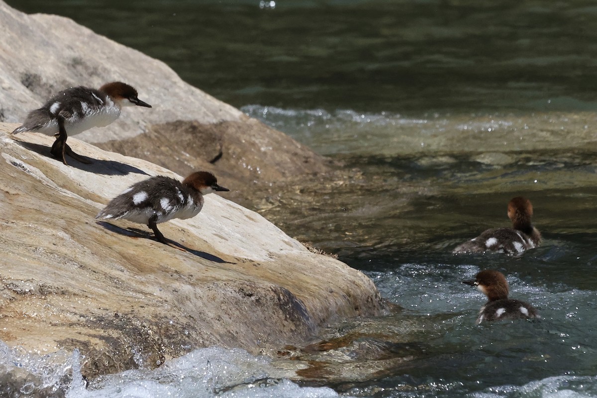 Common Merganser - ML620544614