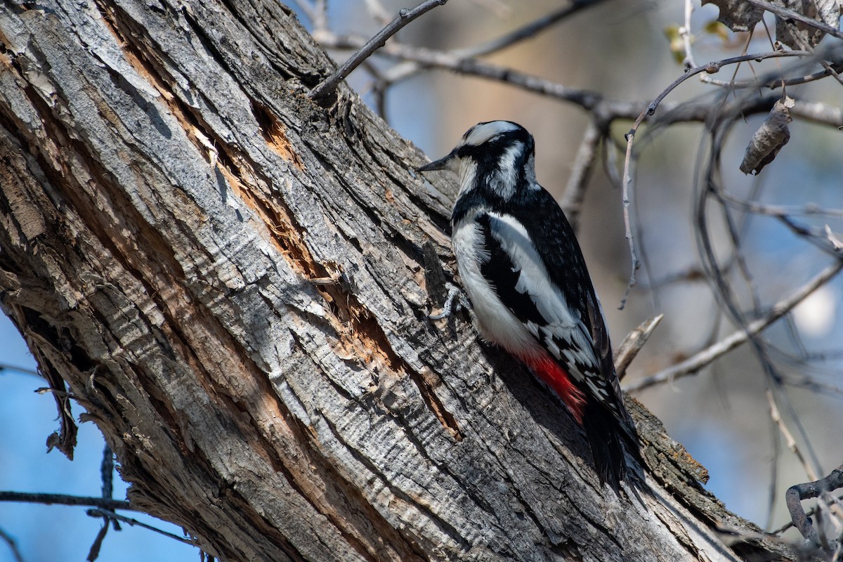 White-winged Woodpecker - ML620544615