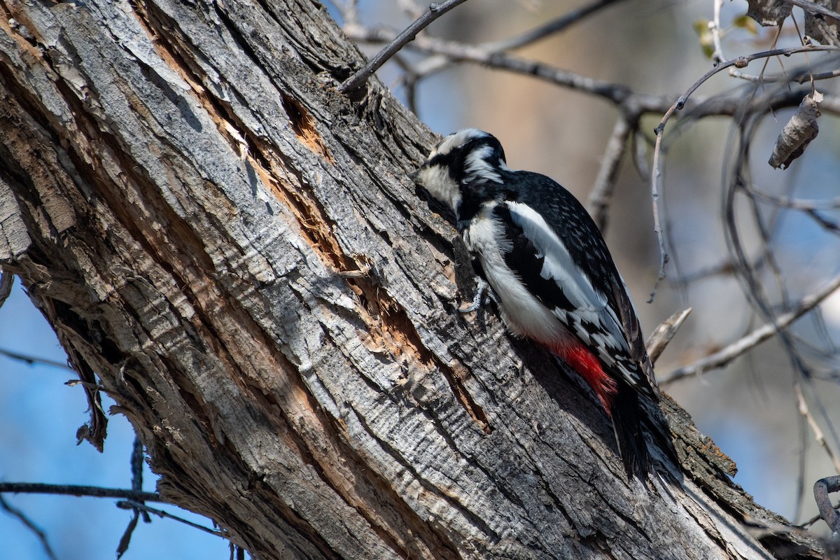 White-winged Woodpecker - ML620544617