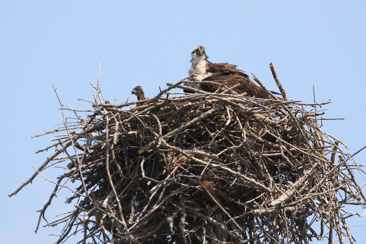 Osprey - ML620544619