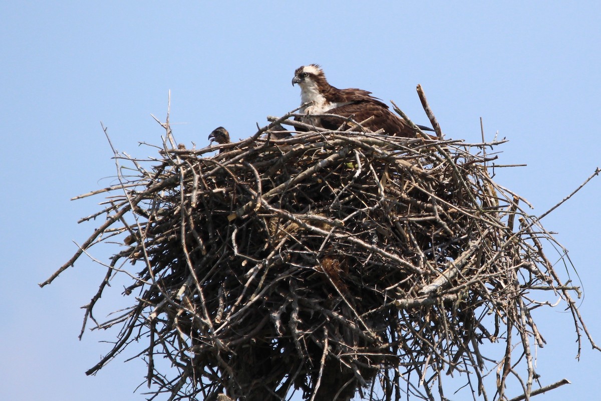 Osprey - ML620544620