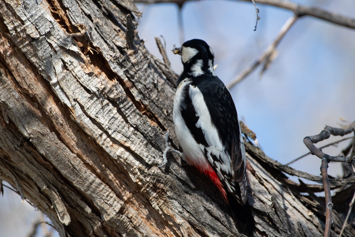 White-winged Woodpecker - ML620544623