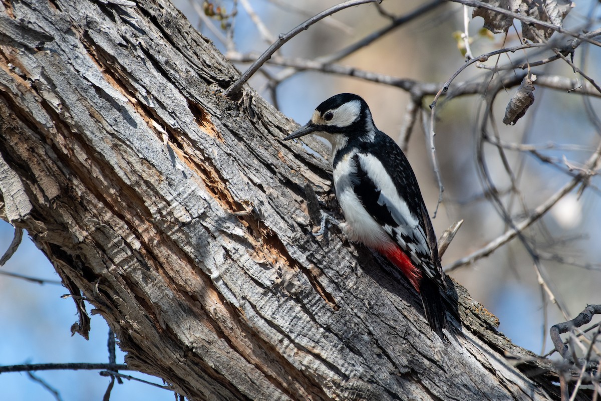 White-winged Woodpecker - ML620544625