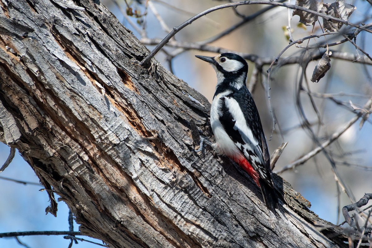 White-winged Woodpecker - ML620544630