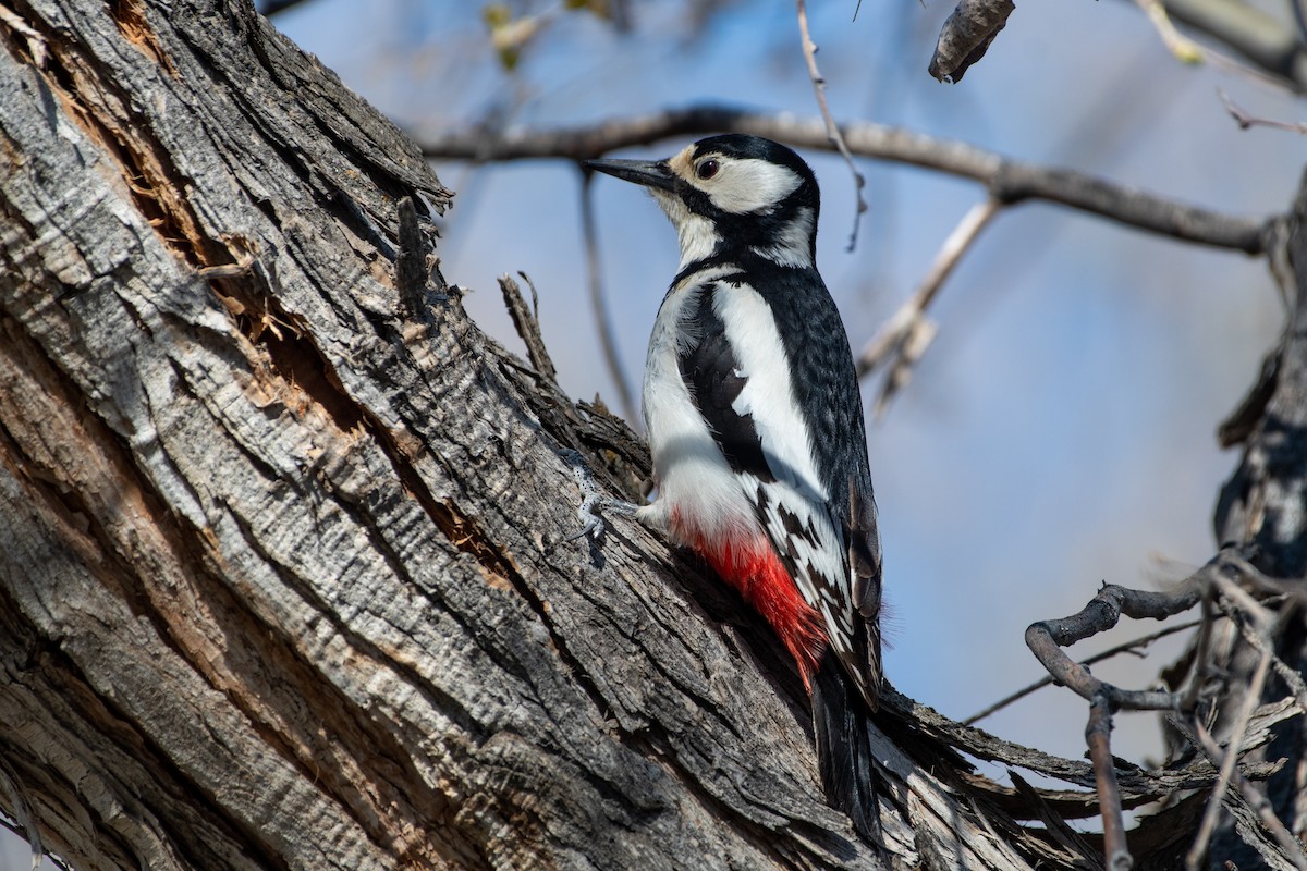 White-winged Woodpecker - ML620544632
