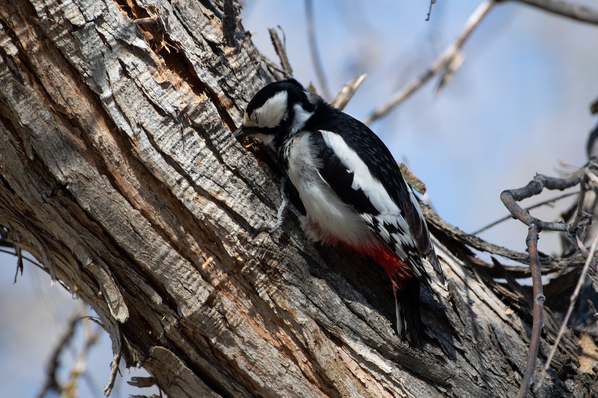 White-winged Woodpecker - ML620544633