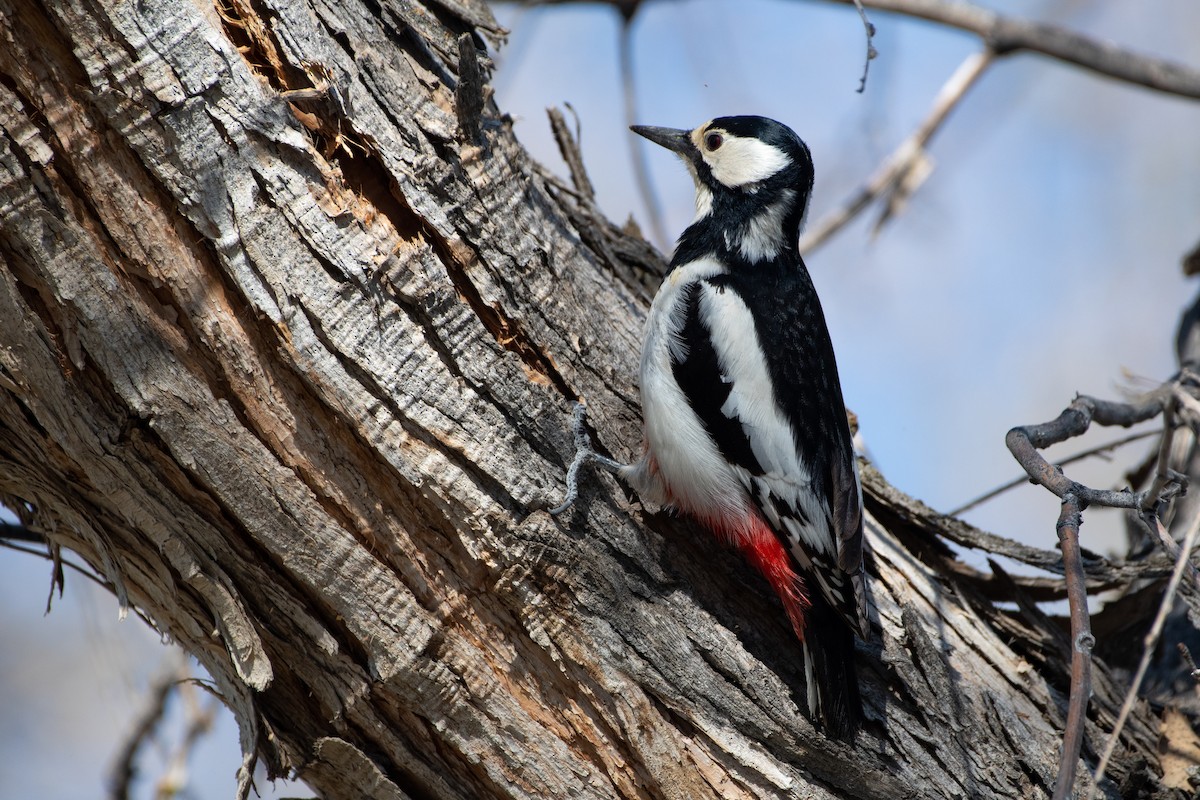 White-winged Woodpecker - ML620544639