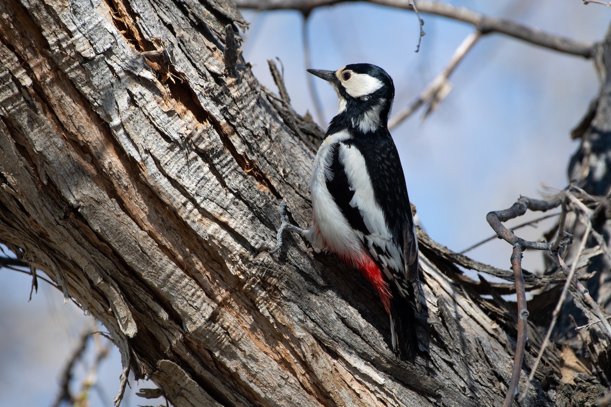 White-winged Woodpecker - ML620544640