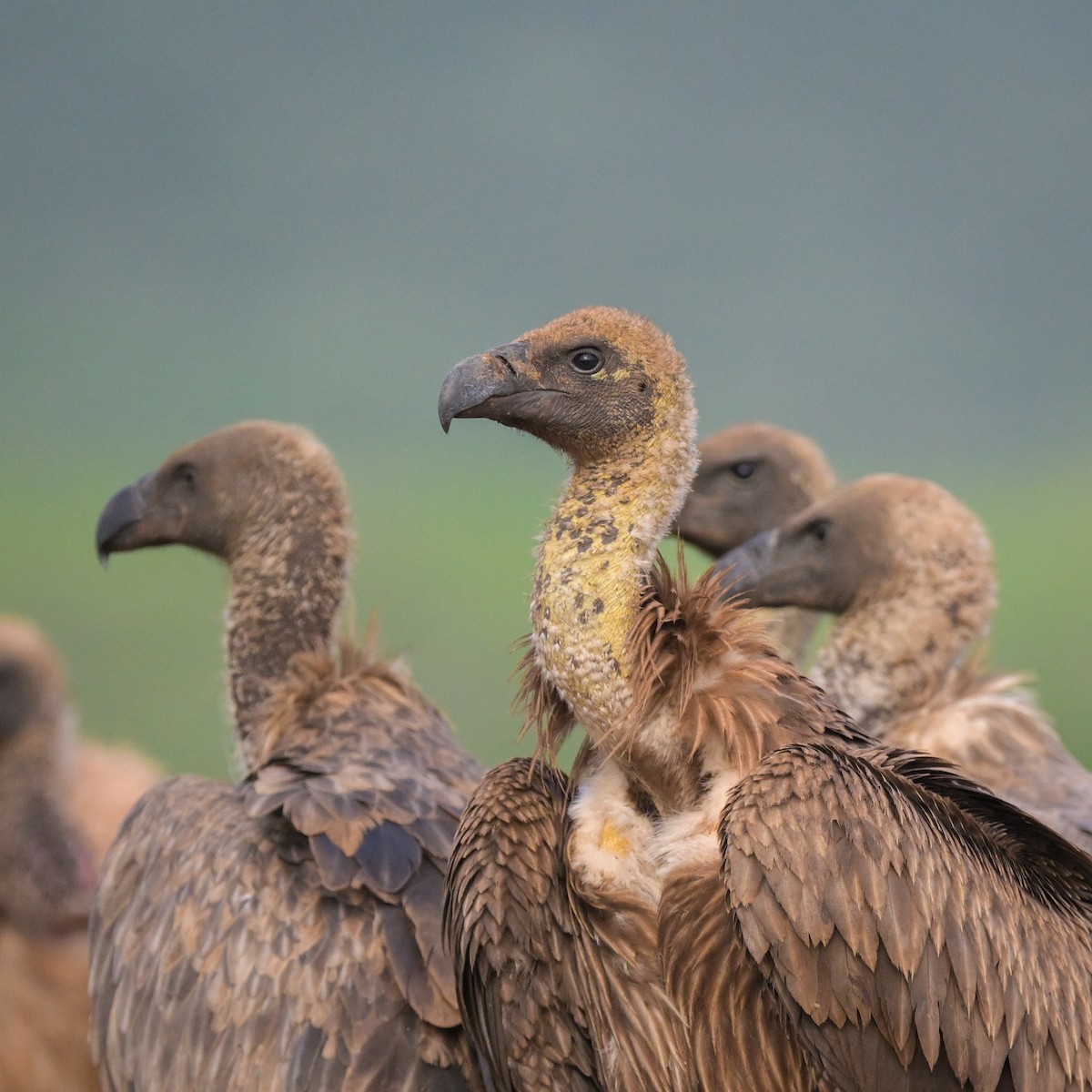 White-backed Vulture - Deborah Bifulco