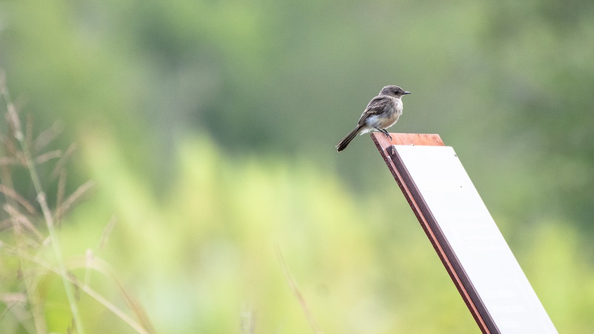 Eastern Bluebird - ML620544650