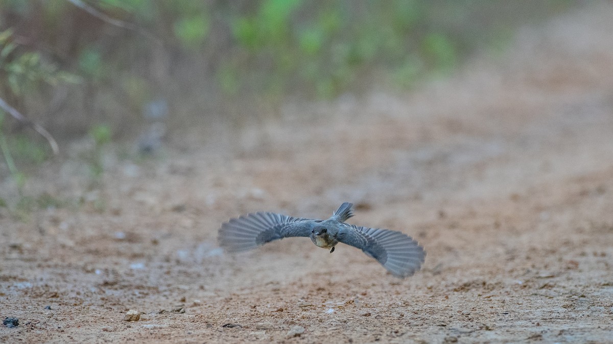 Eastern Bluebird - ML620544651