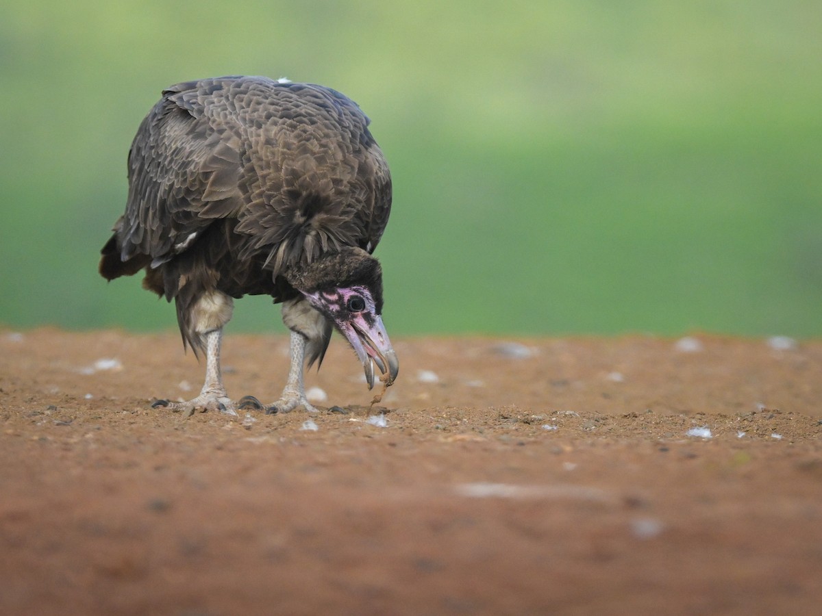 old world vulture sp. - ML620544656