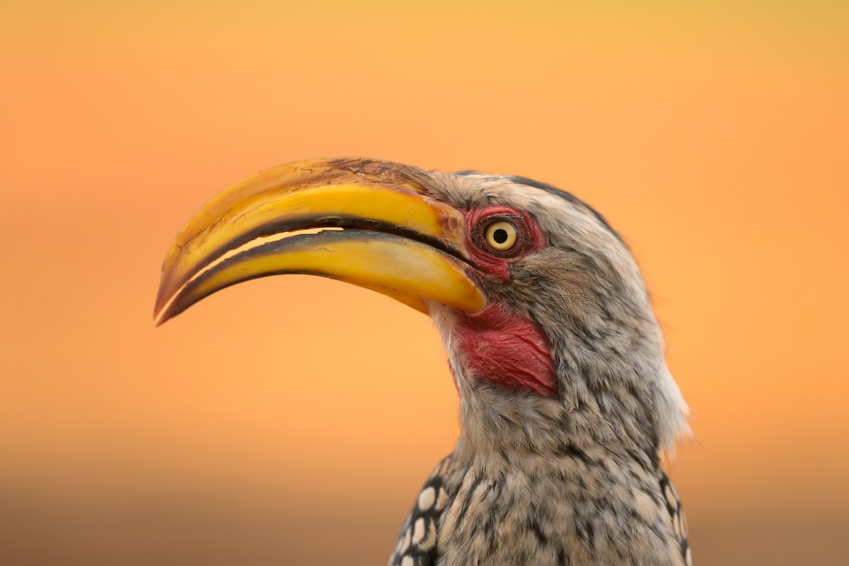 Southern Yellow-billed Hornbill - ML620544661