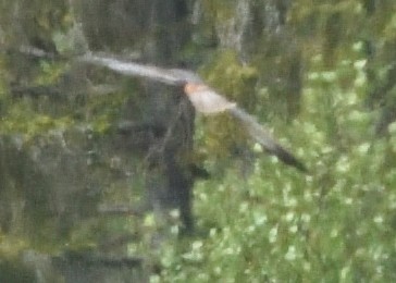 Western Marsh Harrier - ML620544663