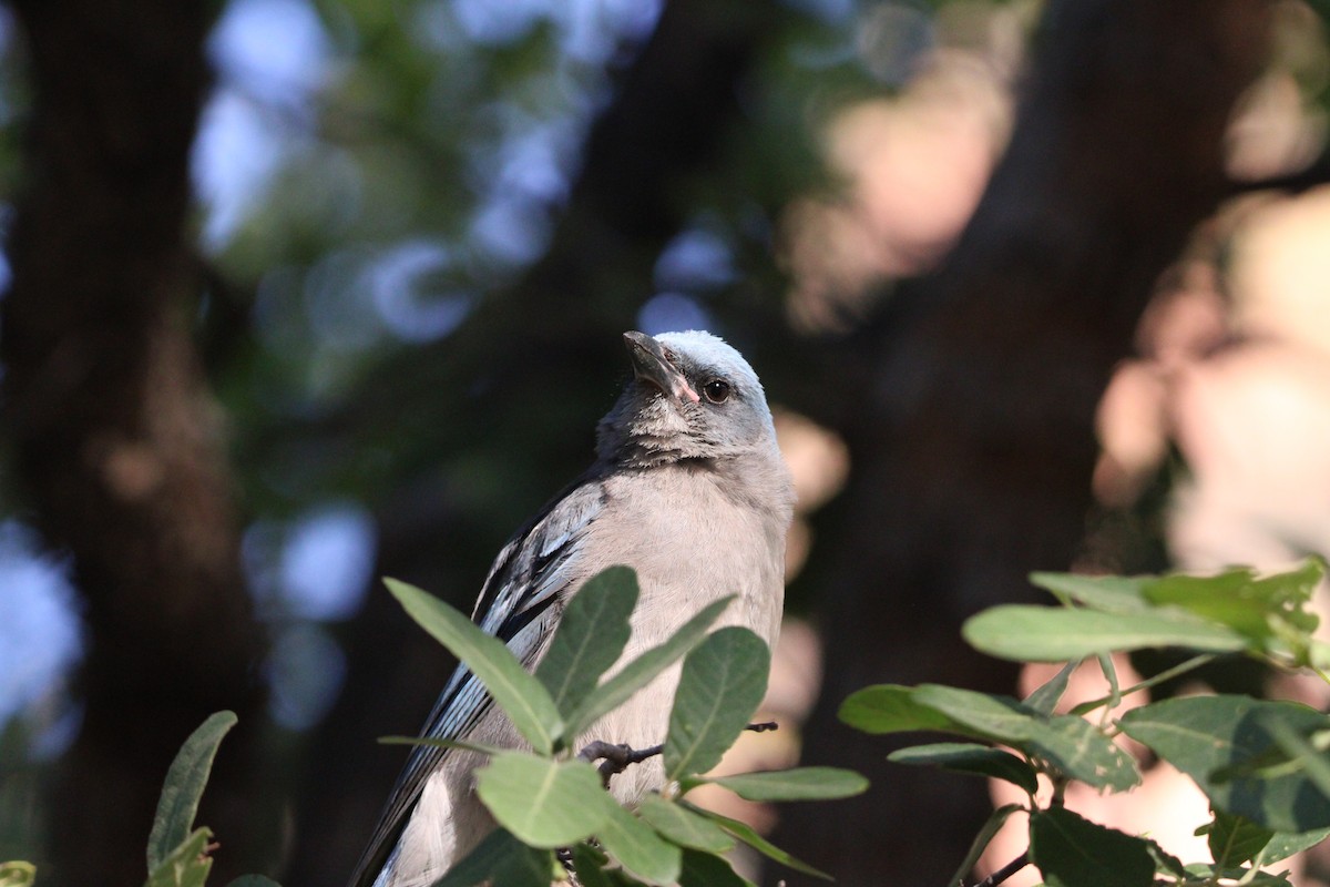 Mexican Jay - ML620544665