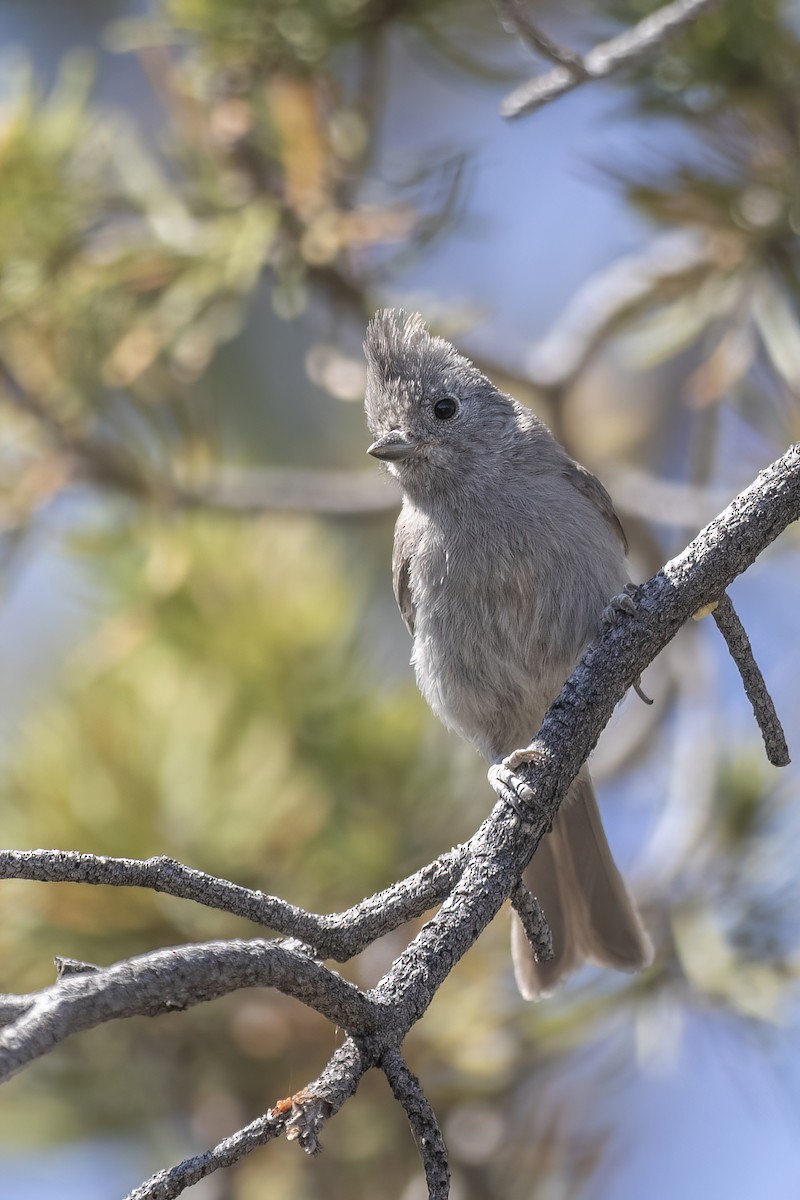 Juniper Titmouse - ML620544666