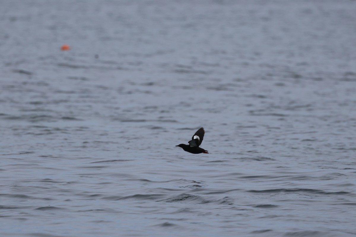 Black Guillemot - ML620544672