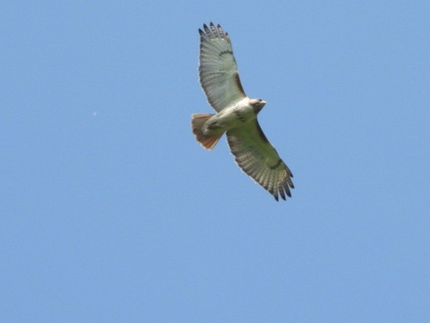 Red-tailed Hawk - ML620544673