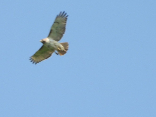 Red-tailed Hawk - ML620544675