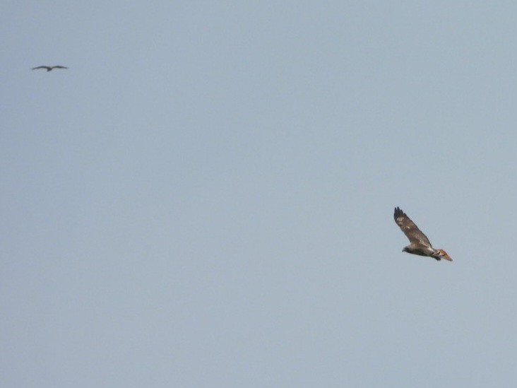 Red-tailed Hawk - ML620544676