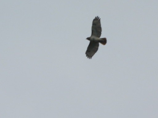 Red-tailed Hawk - Cliff Dekdebrun