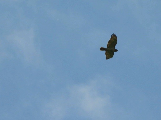 Red-tailed Hawk - ML620544678