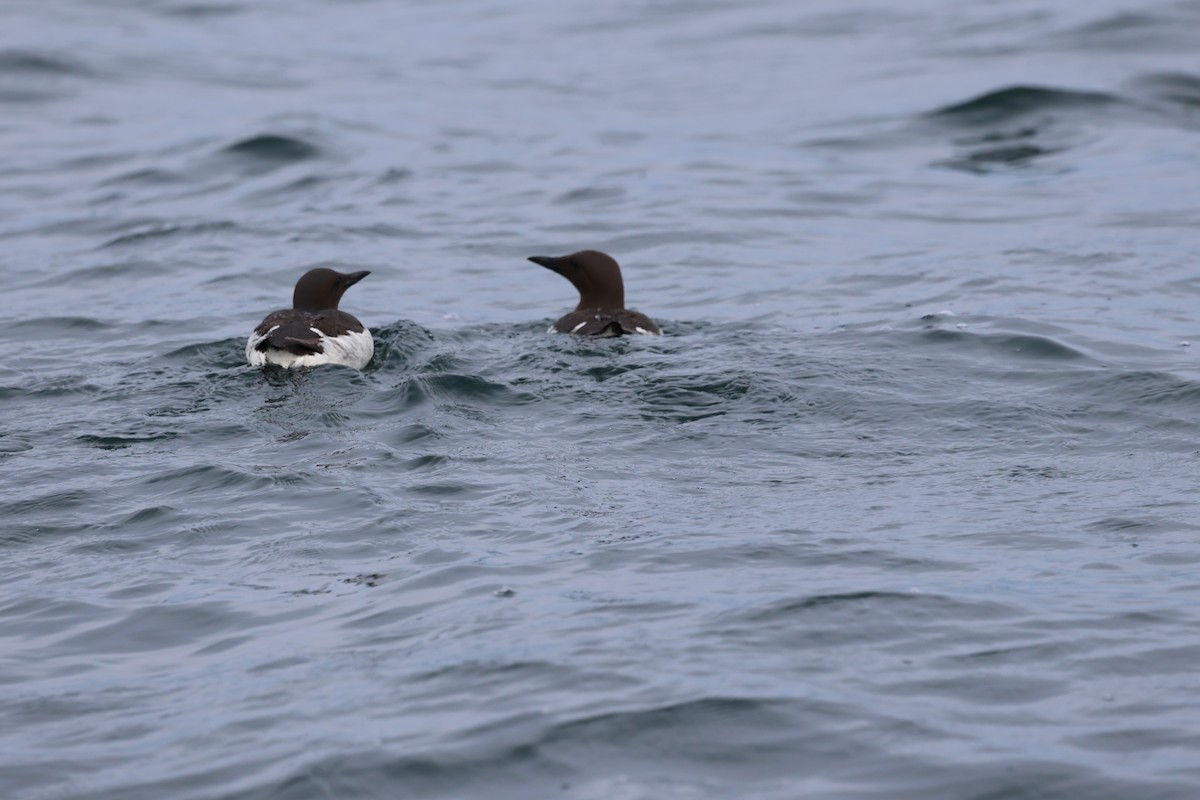 Common Murre - ML620544698