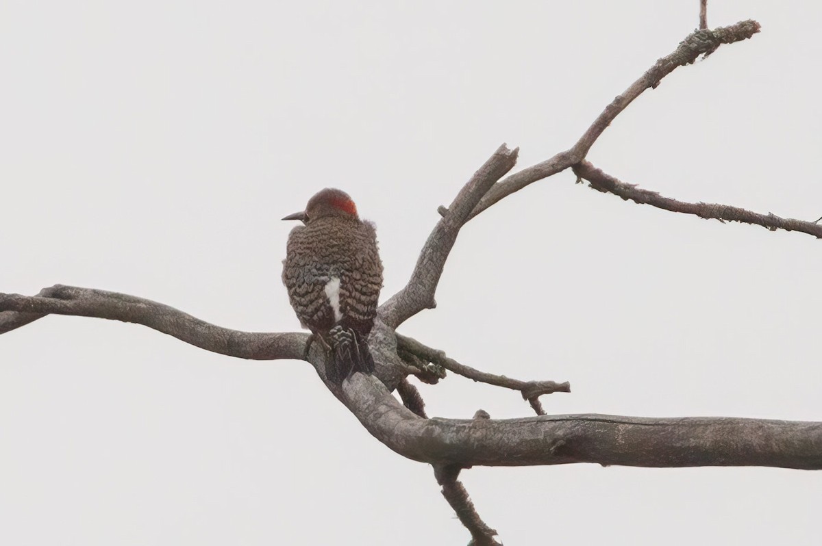 Northern Flicker - Janis Grant