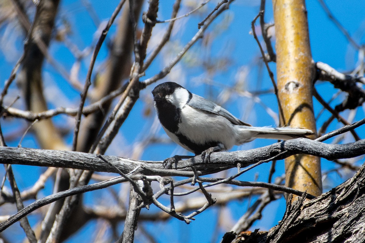 Great Tit (Turkestan) - ML620544709