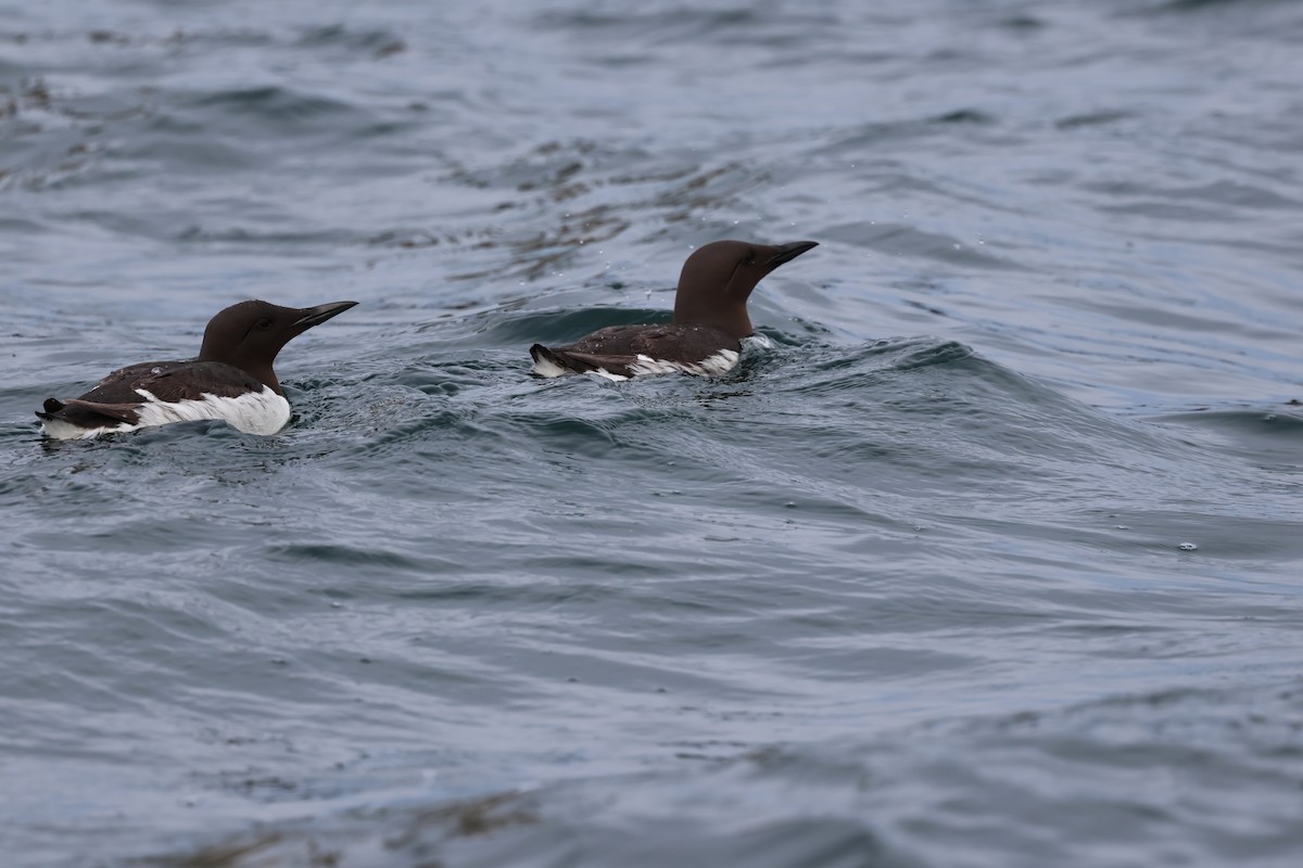 Common Murre - ML620544713