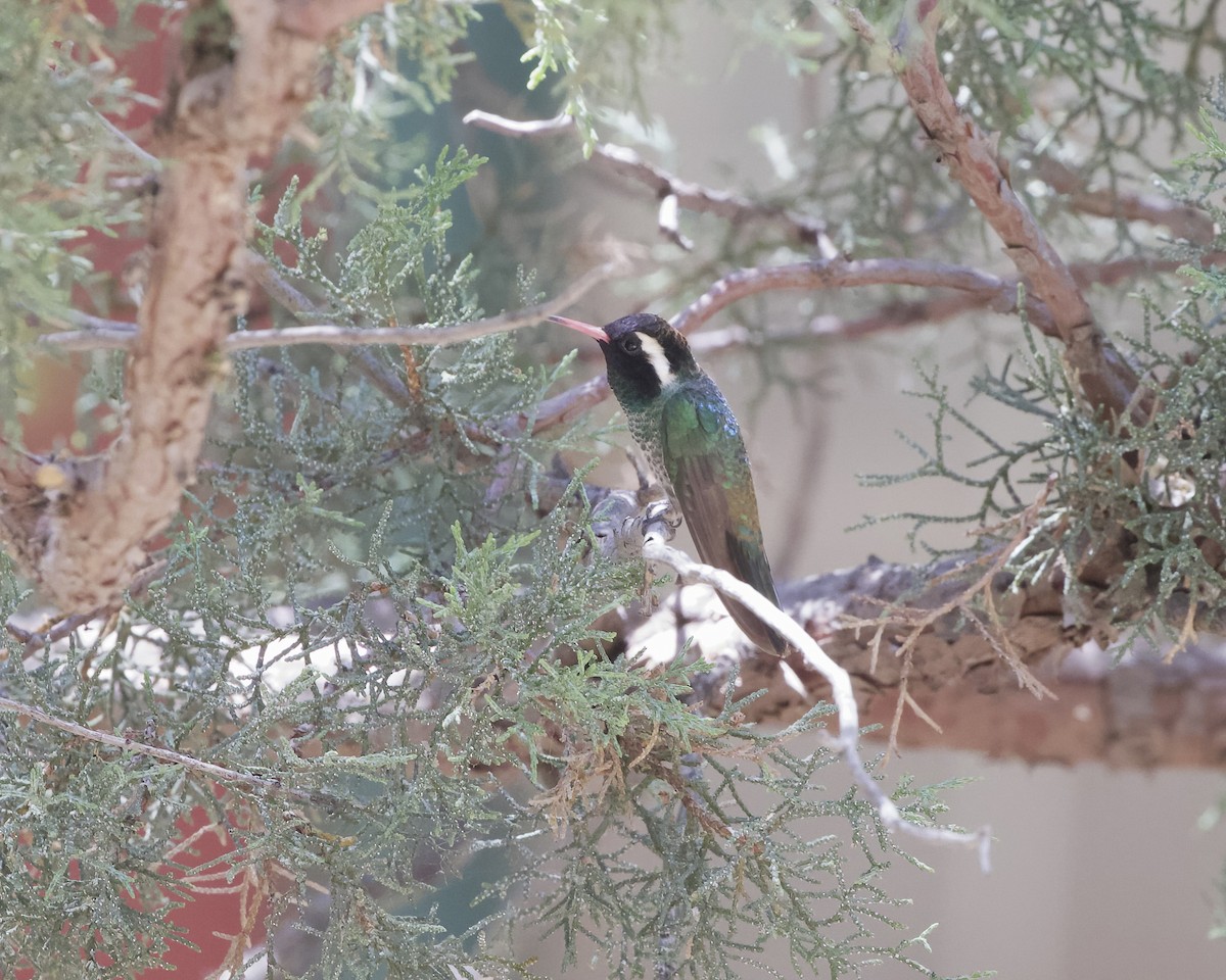 White-eared Hummingbird - ML620544724