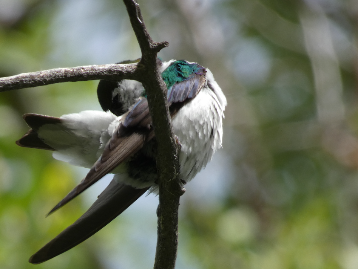 Hirondelle à face blanche - ML620544725