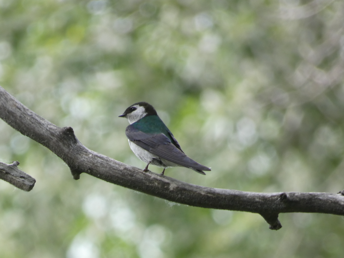 Hirondelle à face blanche - ML620544726