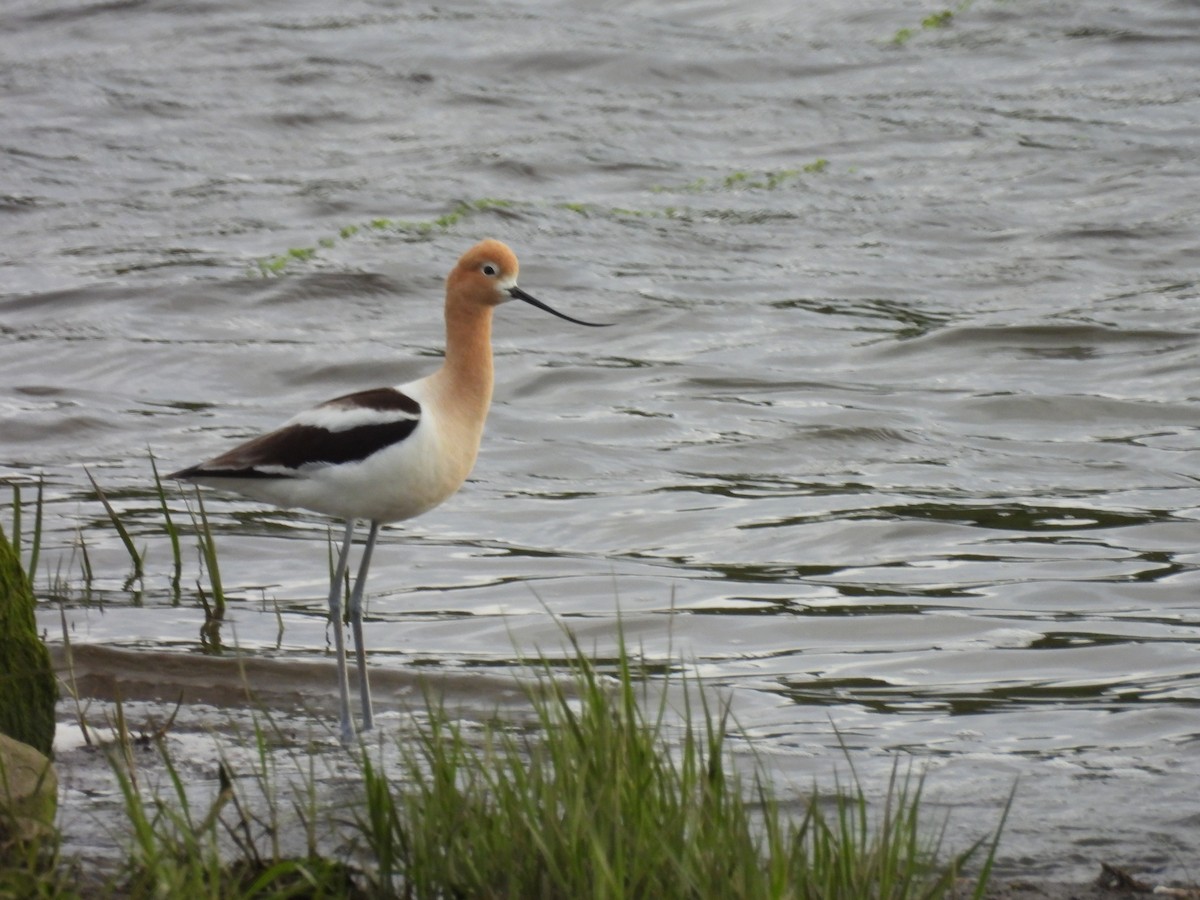 Avocette d'Amérique - ML620544730