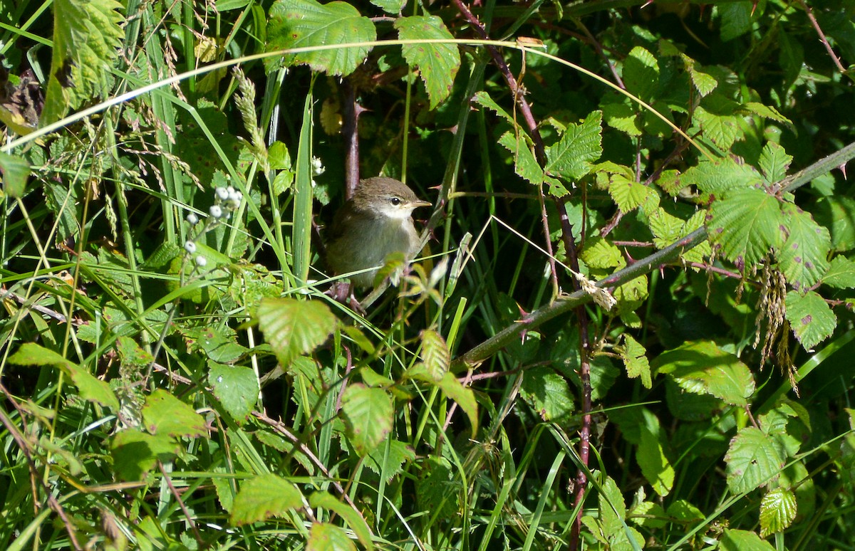 Cetti's Warbler - ML620544734