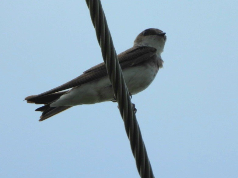 Bank Swallow - ML620544735