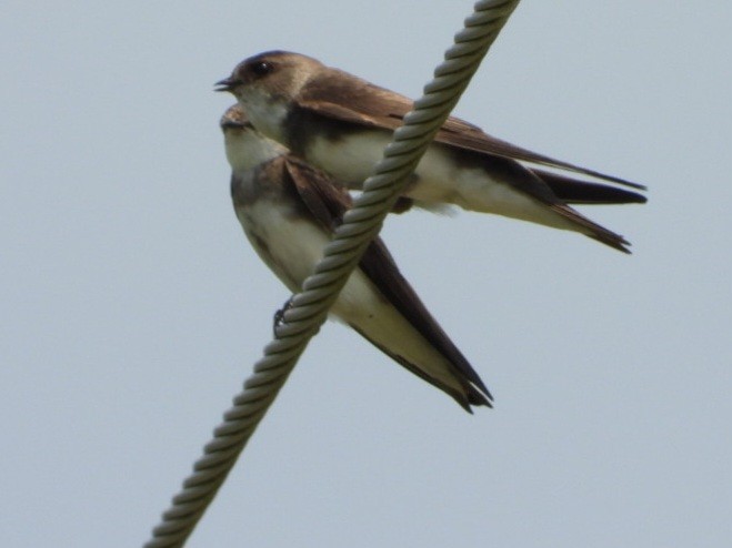 Bank Swallow - Cliff Dekdebrun