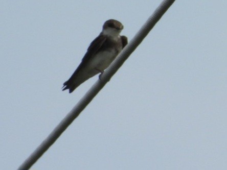 Bank Swallow - ML620544737