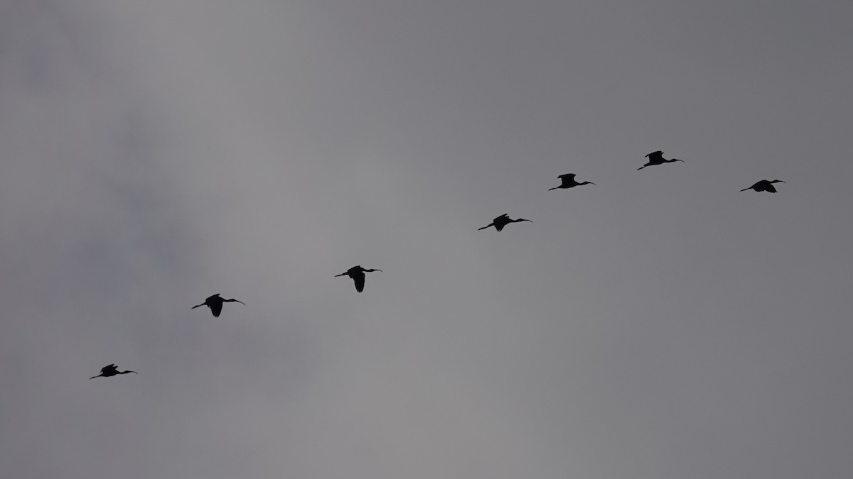 White-faced Ibis - ML620544745