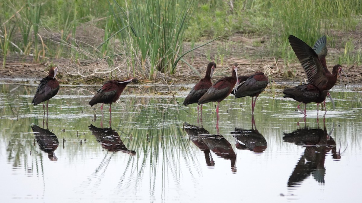 White-faced Ibis - ML620544749