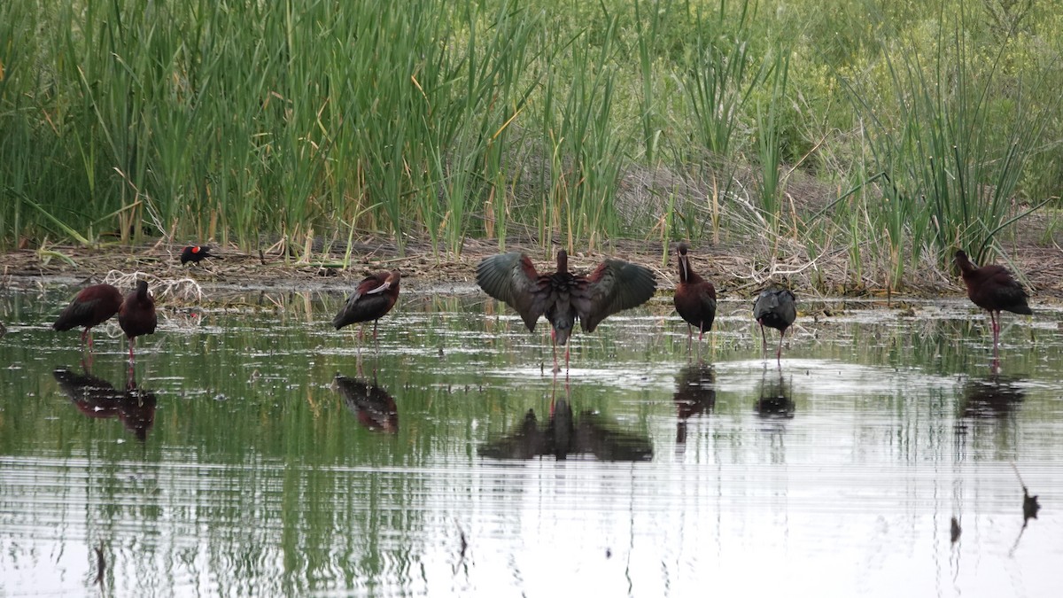 White-faced Ibis - ML620544751