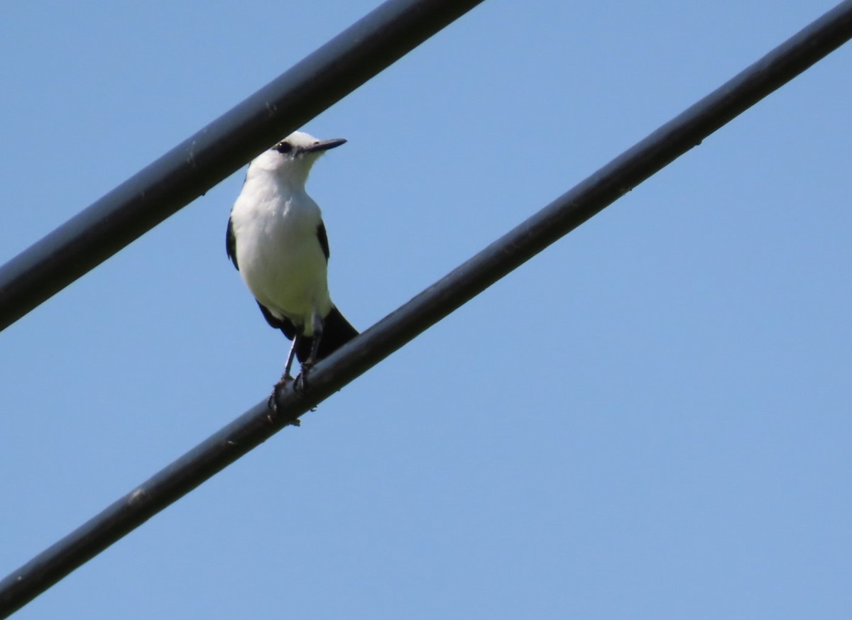 Pied Water-Tyrant - ML620544759