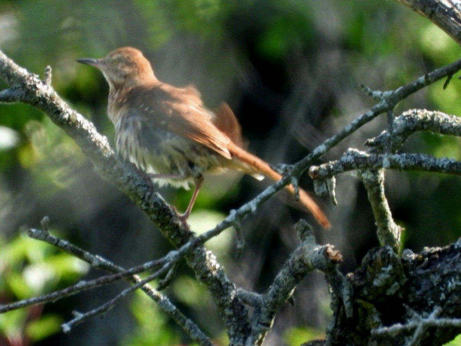 Brown Thrasher - ML620544760