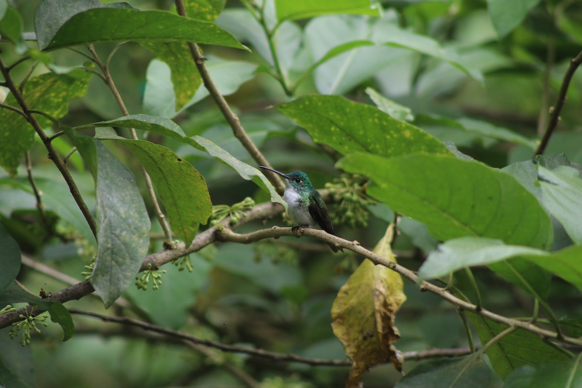 kolibřík andský - ML620544763