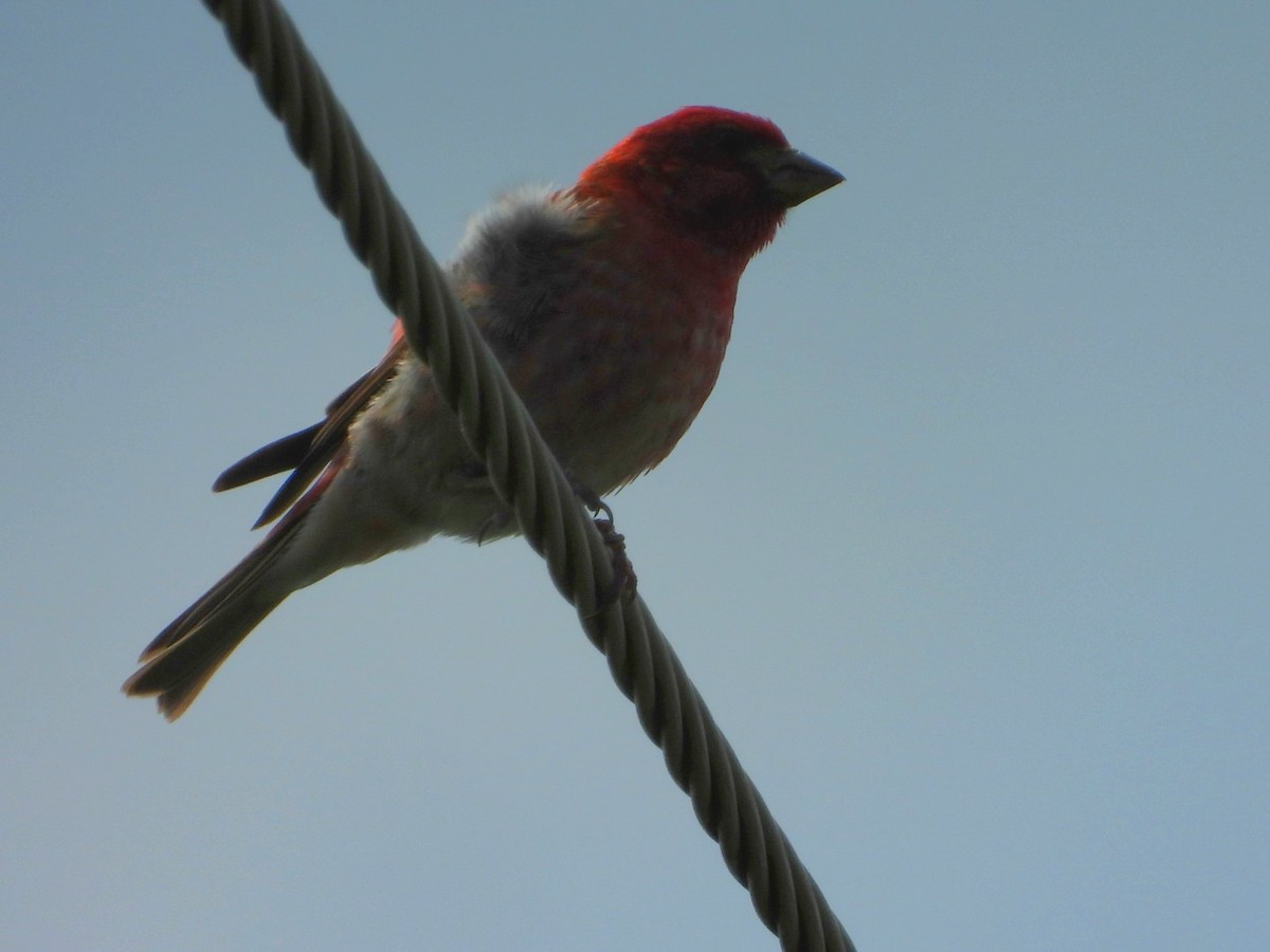 Purple Finch - ML620544783