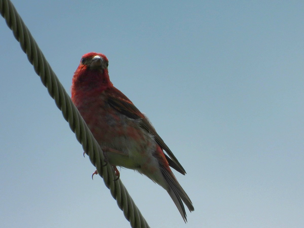 Purple Finch - ML620544784