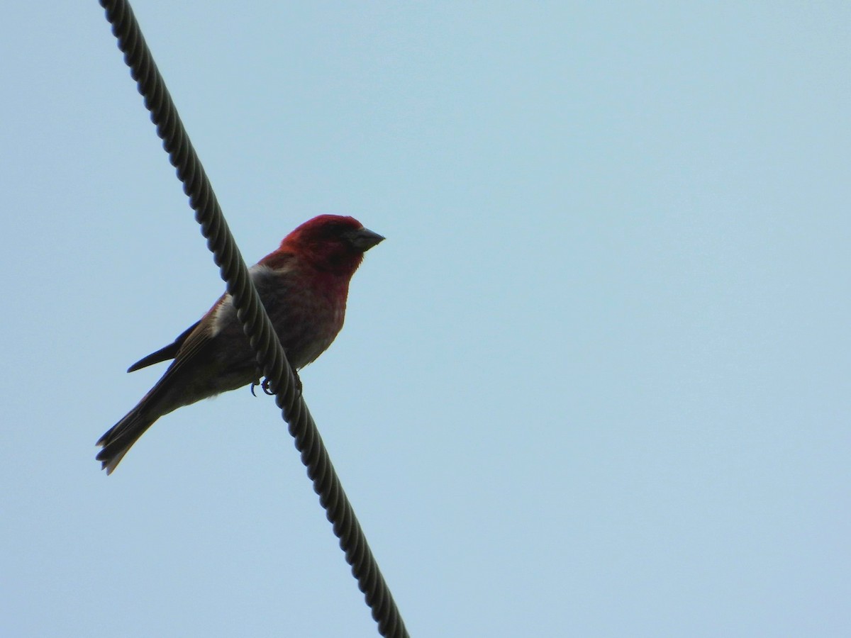 Purple Finch - ML620544785