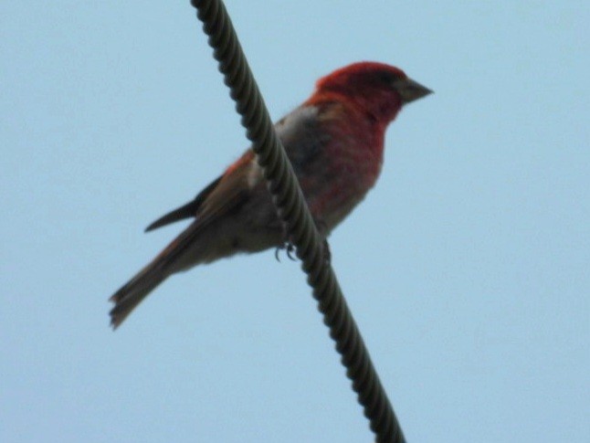 Purple Finch - ML620544789